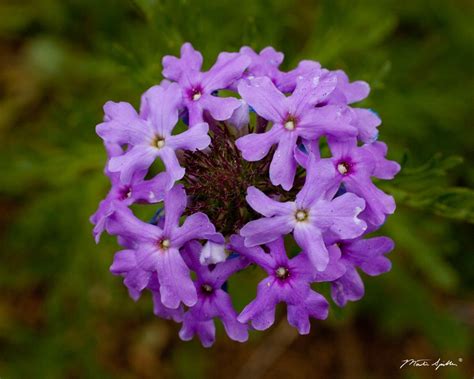 Purple Prairie Verbena - Martin Spilker Photography