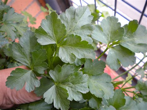 MACETOHUERTO PASO A PASO CULTIVAR PEREJIL EN MACETA