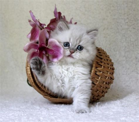 Retrato De Un Gatito Sentado En Una Canasta Foto Premium