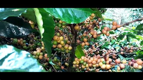 Cuanto cuesta cultivar una hectárea de cafe costos de producción por