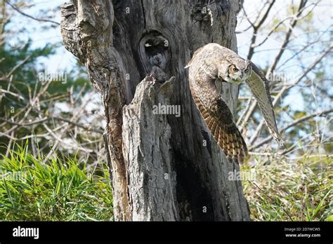 Great Horned Owl In Flight And Perching Stock Photo Alamy