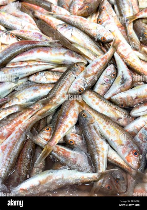 Red Mullet Close Up Fresh Kidney Beans Local Name Tekir Or Barbun