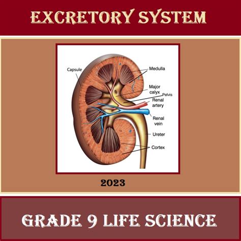 GRADE 9 LIFE SCIENCE SUMMARY ON EXCRETORY HUMAN URINARY SYSTEM 2023