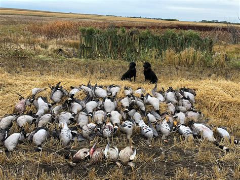 Canada Goose Hunting