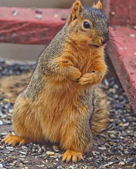 Eastern Fox Squirrel