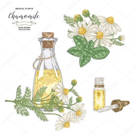 Aceite Esencial Manzanilla Flores Margarita Dibujadas Mano Aisladas