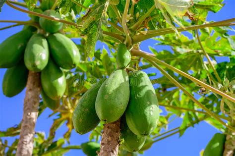 Tropical Green Papaya Fruits Hanging On Tree Stock Photo Image Of