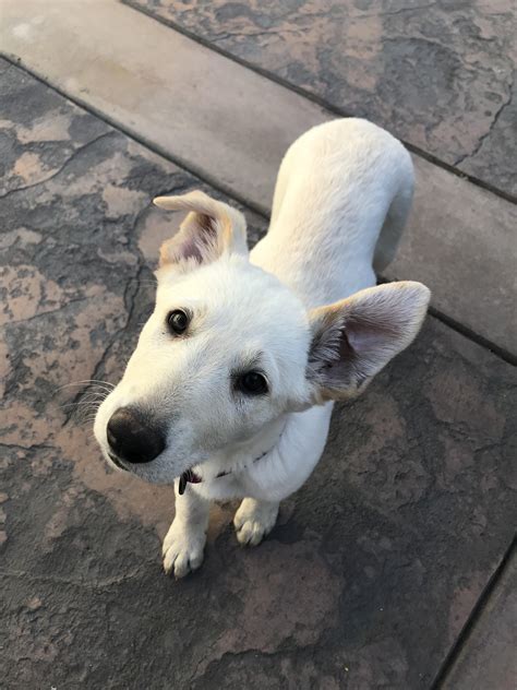 Hi All Meet Remi My 75 White Shepherd And 25 Lab Mix Rmutt