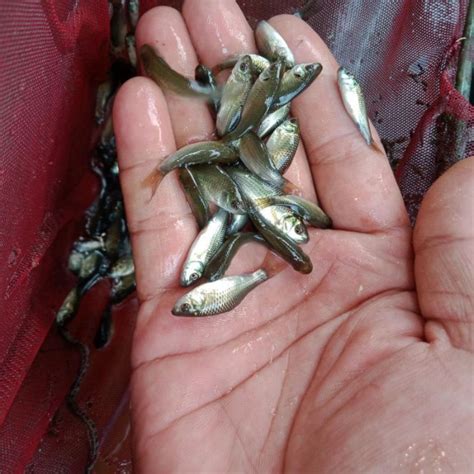 Jual Ikan Mas Pakan Ikan Predator Shopee Indonesia