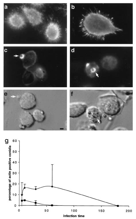 F Actin Staining With Texas Red Phalloidin Of Mh S Cells A C And