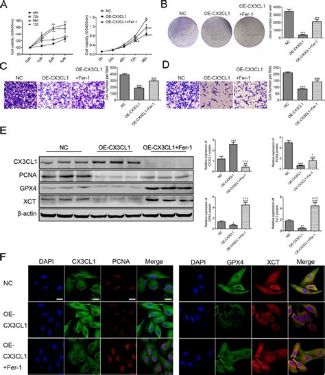 Cx3cl1 Inhibits Ccrcc Cell Proliferation Migration And Invasion By Download Scientific