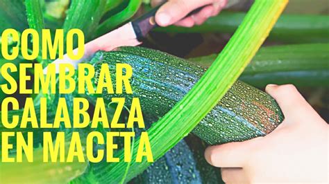 Cómo Sembrar Calabaza calabacín en Maceta 2022 cultivo de calabaza