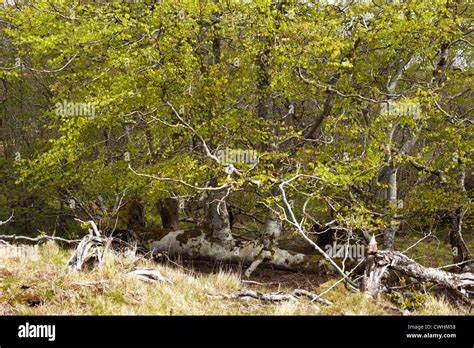 Woodland by Castle Varrich. Tongue. Scotland Stock Photo - Alamy