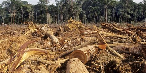 Piden Aumentar Penas Por Delitos Ambientales En Colombia Noticentro 1 CM