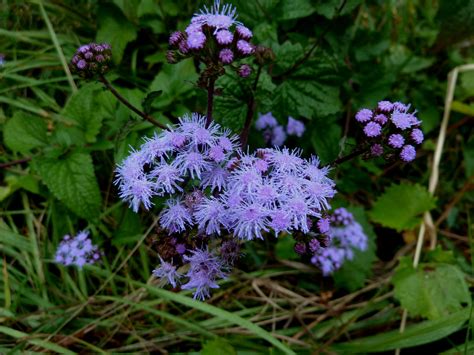 Mistflower Or Wild Ageratum Conoclinium Coelestinum This I Flickr