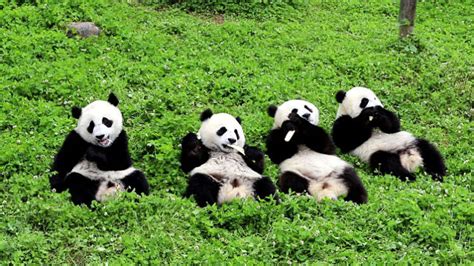 6 Curiosidades Del Oso Panda Que No Sabías