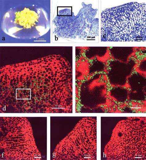 Immunolocalisation Of Cmv Particles Within Highly Proliferating Banana