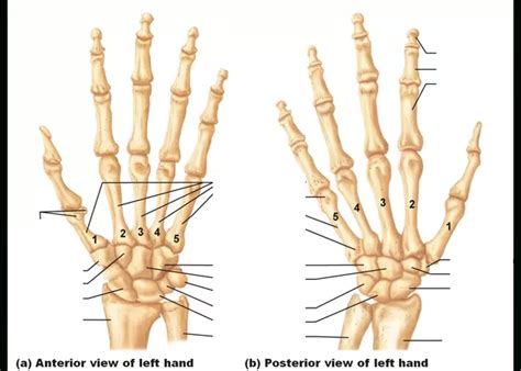 Hand Bone Diagram | Quizlet