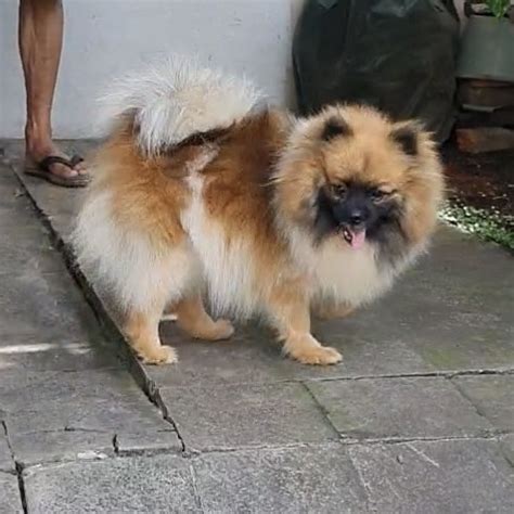 Promo anjing pom pom indukan (party color) Cicil 0% 3x - Kota Bandung ...