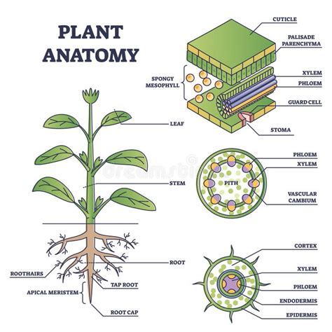 Plant Root Diagram With Water Plant Roots Diagram