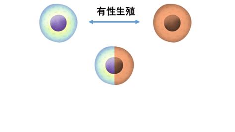 5分で分かるプチ科学07｜mbainternship