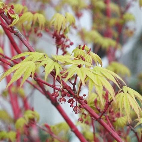 Coral Bark Tree Information Caring For Coral Bark Japanese Maple Trees