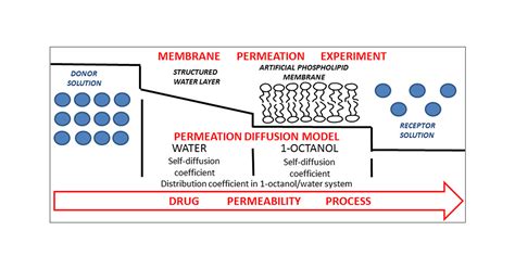understanding  relationship  phospholipid membrane