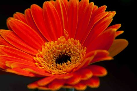 Bright Orange Gerbera Daisy | Welcome to FablesandFlora.com