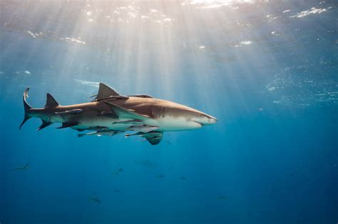 Lemon Shark - Masters of Mangroves and Shallow Waters - Animal Corner