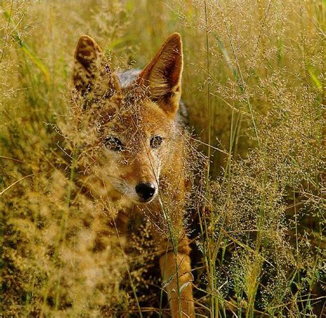 Black Backed Jackal Canis Mesomelas Image Only