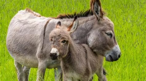 C Mo Los Burros Cambiaron El Curso De La Historia De La Humanidad