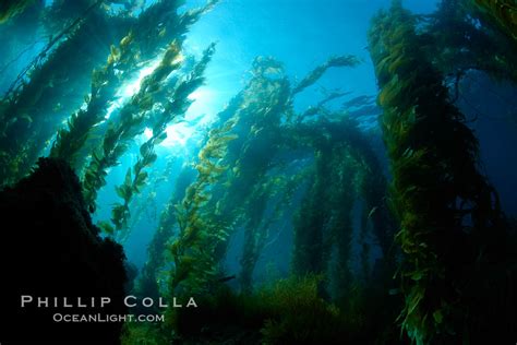 Kelp Forest Macrocystis Pyrifera Photo Catalina Island California