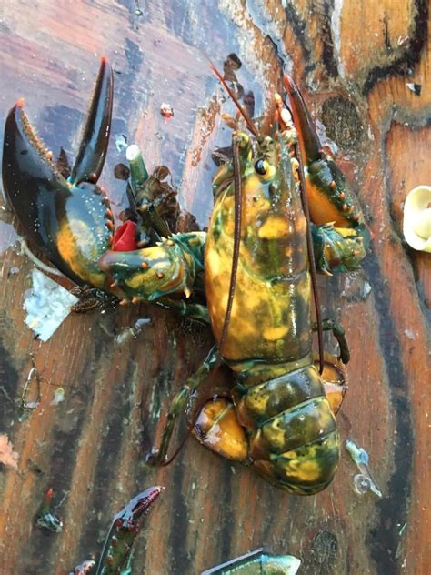 'Rainbow lobster' leads contest for craziest crustacean | CBC News