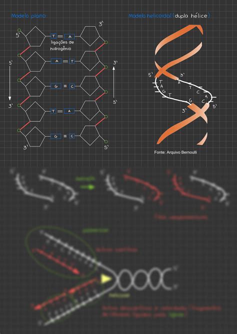 SOLUTION Bioquímica Nucleotídeos Ácidos Nucleicos e ATP Biologia A