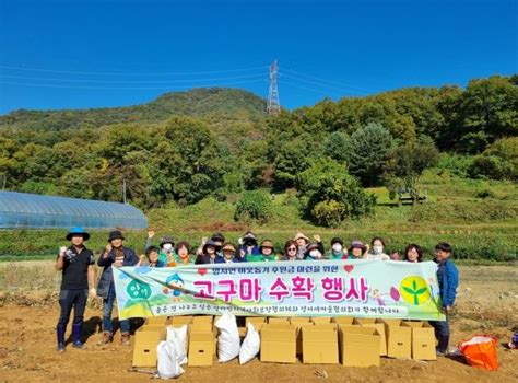 양평군 양서면지역사회보장협의체·새마을협의회 함께 고구마 수확