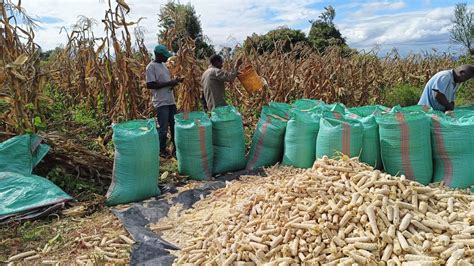 Bamber Maize Harvest For Kajiado South Farmer John Singaru Kajiado