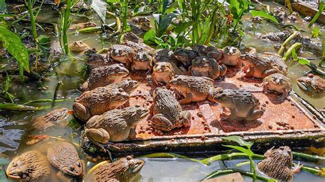 Raising 400 Frogs In A Small Pond Raising Frogs Naturally And Growing