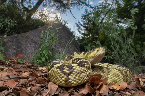 Crotalus Molossus Molossus Santa Cruz Co Az Thakemster Flickr