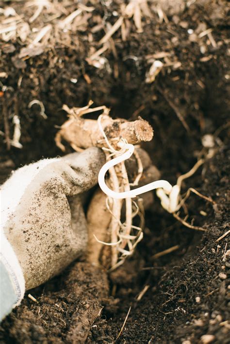 Planting dahlias: scary or simple? - Potager Online