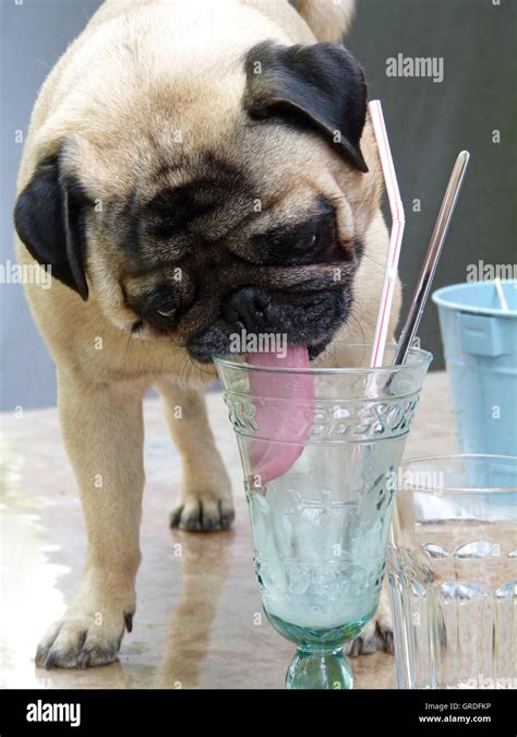 Pug Ice Cream Hi Res Stock Photography And Images Alamy