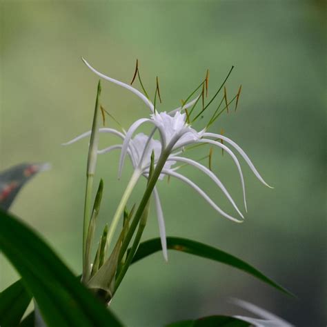 Premium Photo Close Up Of White Flowering Plant