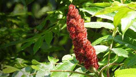 Edible Vs Poison Sumac Learn The Difference Learn Your Land