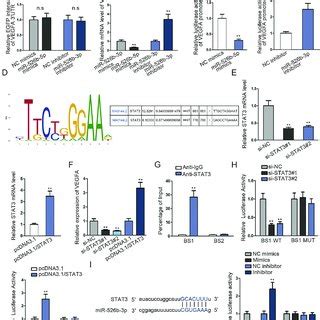 MiR 526b 3p Targeted STAT3 And Thereby Transcriptionally Suppressed