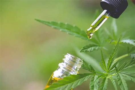 Quelles Sont Les Contre Indications Du Cbd Les Infos Du Mouton