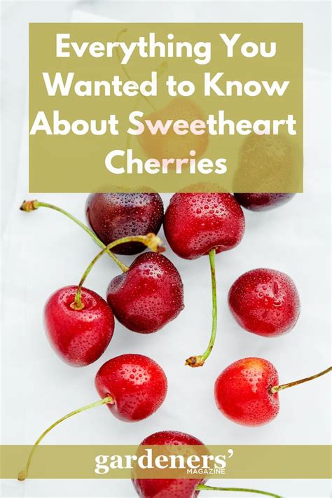 Everything You Wanted To Know About Sweetheart Cherries