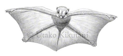 Utako Kikutani Illustration