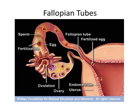 Ppt Female Reproductive System And Hormones Powerpoint Presentation Free Download Id2029920