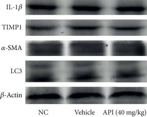 Effects Of Apigenin On Liver And Lx Cells Notes A The Cck Assay