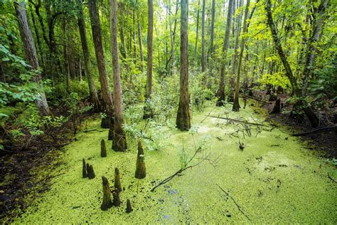 Florida Everglades