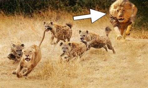 Animals Fighting For Foods Lion vs Hyena | Hyenas attack lioness but ...